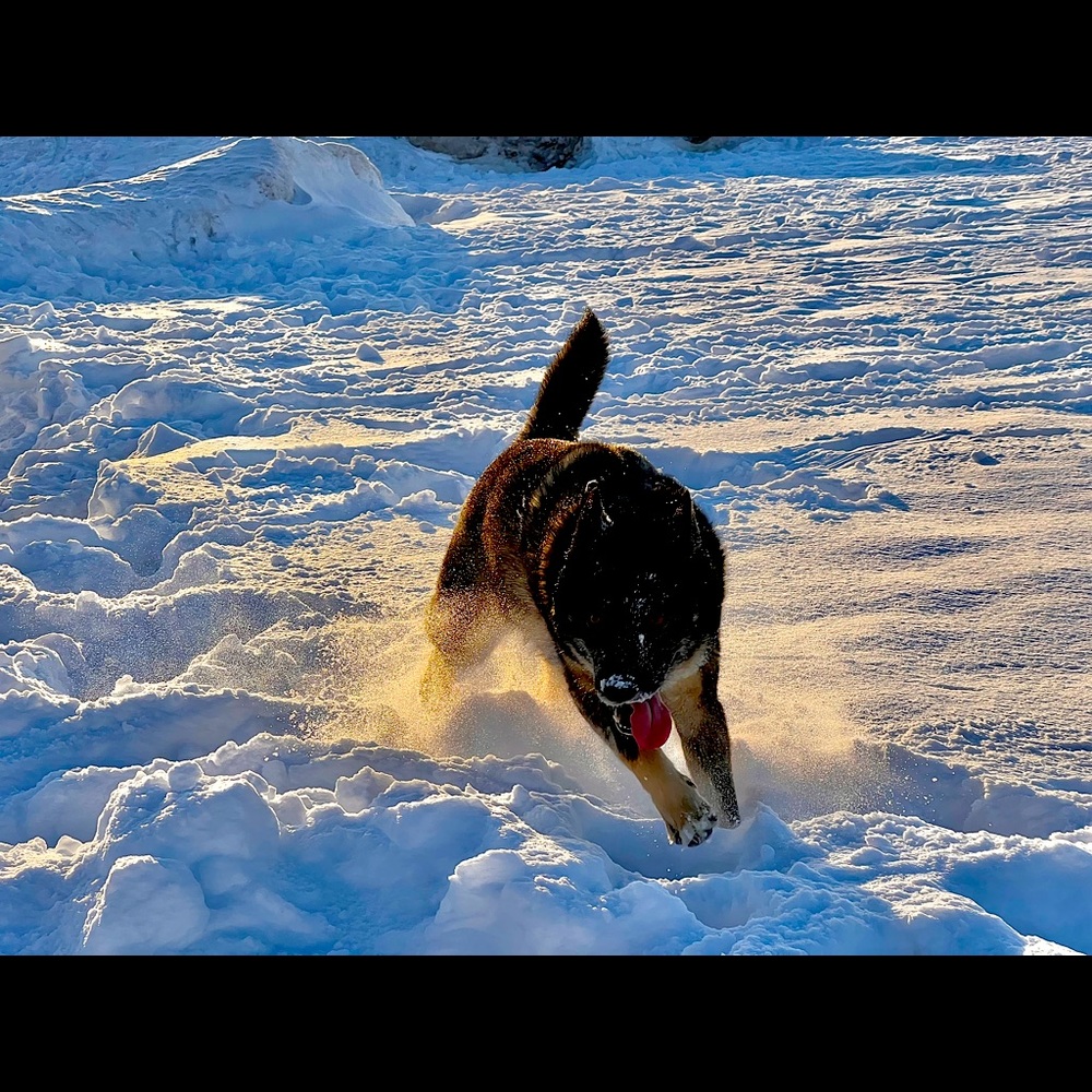 Meet your Posher, Lingga